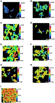 Division-Based, Growth Rate Diversity in Bacteria